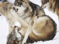 Tigres et loups, prière pour chasseurs et braconniers..