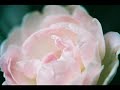 「だいじに、してください。」「だいじに、してください。」　　☆動画では、原曲よりも低音域がすこし　　　小さいです。 　　　ぜひ、CDで原曲のすばらしい音楽を 　　　きいていただきたいです。 　　guitar Halko 　　ukulele Keiko 　　tibeten bell Kayo 　　bass 琢磨　仁さん 　　インデアンフルート　岡野　弘樹さん 　　インデアンドラム　　岡野さん　（この映像では、聞こえにくいです　　＾＾） 　　唄　SHANKARS 　　☆SHANKERSのCD。 http://peace-one-earth.com/mail2.html 　 　　　 　　※なお、この動画は、SHANKERSの許可の下で 　　　制作しています。 　　
