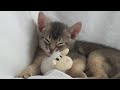 Sleepy Kitten... Head Bobs
