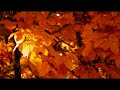 Aled Jones(sopran)/Martinus Leusink(treble) - J.S.Bach Aled Jones(sopran)/Martinus Leusink(treble) - J.S.Bach