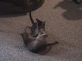 L&M Abyssinian kittens