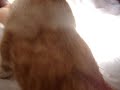 Tiger purrs
