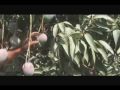 Mango - Valle San Lorenzo