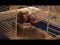 Funny: My hamster get's a cooky from A to B.