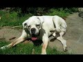 bullmastiff + dobermann + boxer / part 2