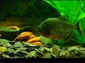 red belly piranna