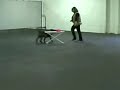 Orca, the dancing sharpei Orca, the dancing sharpei