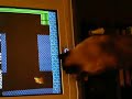 Sherpa plays Wii
