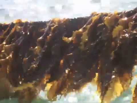 how to harvest uranium