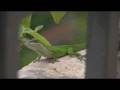 videos de Green Anole HD 720p