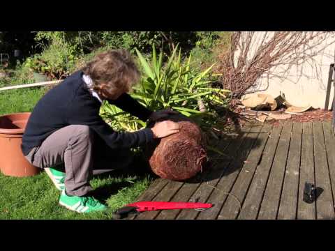 how to replant a yucca tree