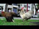 chicken in HDB land