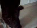 Buckwheat\