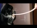 dangerous cat dangerous cat