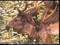 tiger vs deer vs croc