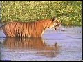 Tiger vs Deer vs Croc