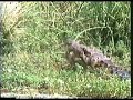 tiger vs deer vs croc