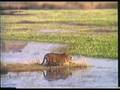 Tiger vs Deer vs Croc