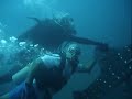 kuwaiti divers have fun with a whale shark ;)