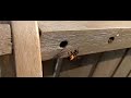 Red Mason Bee, Osmia Rufa, Rosse Metselbij; a pair building nest. Red Mason Bee, Osmia Rufa, Rosse Metselbij; a pair building nest.
