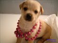 cute  puppies
