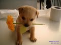 Cute  puppies