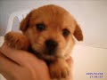 cute  puppies
