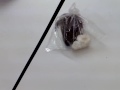videos de Práctica de Biología 2