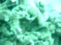 videos de Mergulho scuba - Aviao do marinotel Vilamoura Algarve