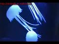 Aquapict Jellyfish aquarium lamp