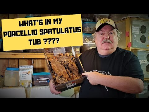 YouTube reptile video