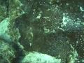 First Snorkeling Movie.wmv