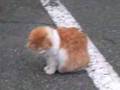 ネコのジャガー横田です。