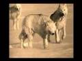 A Tribute To Wolves