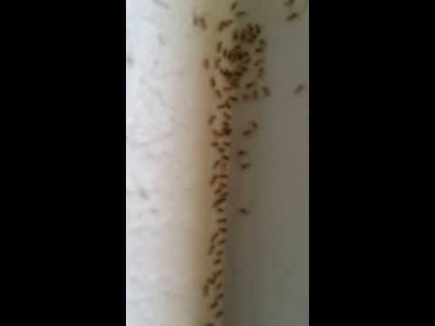 how to eliminate ghost ants