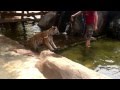 Tiger temple Kanchanaburi