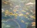 Manila Ocean Park