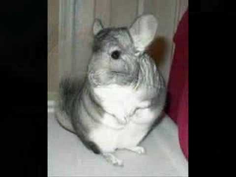 SAVE THE CHINCHILLA