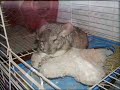 SAVE THE CHINCHILLA