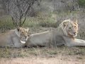 lions at Sunset at Kruger National Park - Africa Conservancy