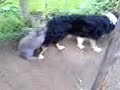konijn neukt HOND
