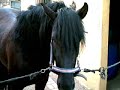 Doma de un caballo pura raza espa�ol