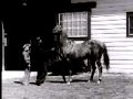 man o'war in retirement