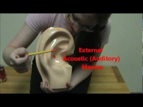 Ear Structures