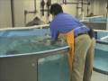 videos de Sea Turtles