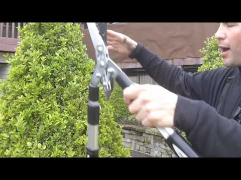 how to fertilize boxwood