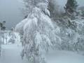 Oswego under the Lake Effect Snow Gun