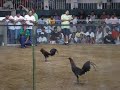 Bakbakan Semis
