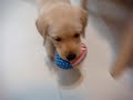 Labrador Retriever puppy playing Labrador Retriever puppy playing