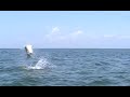 Tarpon Fishing Video Tarpon Fishing Video